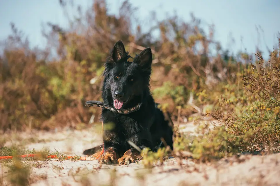 Black working line German Shepherd lying calmly outdoors