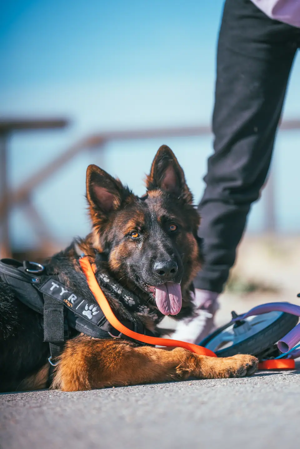 Working line German Shepherd in a TYR harness