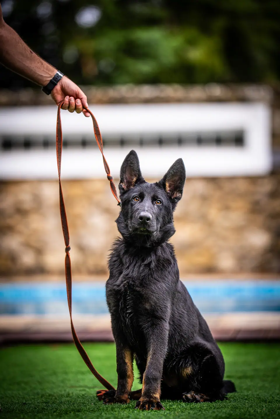 Hip Dysplasia in Working Line German Shepherds